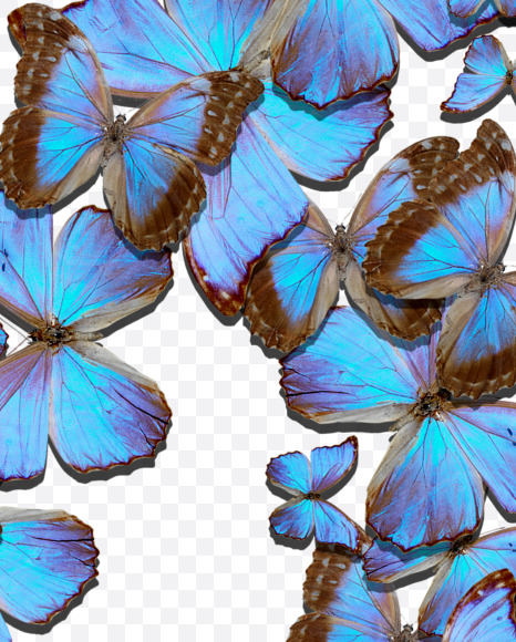 4 from Blue Butterfly on Yellow Images Creative Fonts - S53658