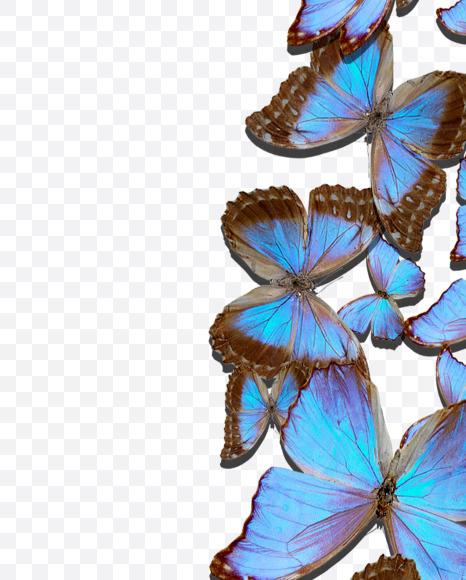 6 from Blue Butterfly on Yellow Images Creative Fonts - S53660