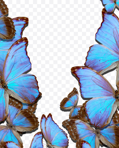 Letter V from Blue Butterfly on Yellow Images Creative Fonts - S53649
