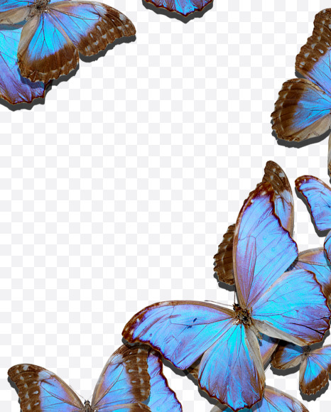 9 from Blue Butterfly on Yellow Images Creative Fonts - S53663