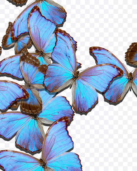 pl from Blue Butterfly on Yellow Images Creative Fonts - S53669