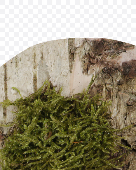 9 with moss from Birch with Moss font on Yellow Images Creative Fonts - S53834