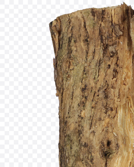 Letter P from Dry Twig font on Yellow Images Creative Fonts - S53927