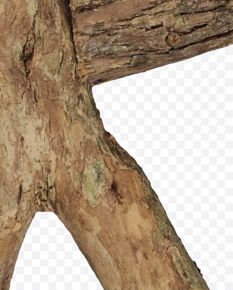 Letter R from Dry Twig font on Yellow Images Creative Fonts - S53929