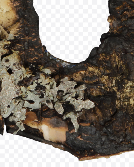 Letter U from Burned Bark font on Yellow Images Creative Fonts - S53978