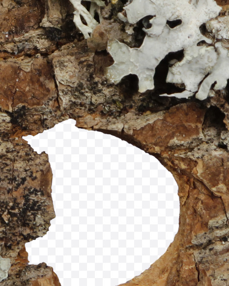 & from Bark with Moss font on Yellow Images Creative Fonts - S54422