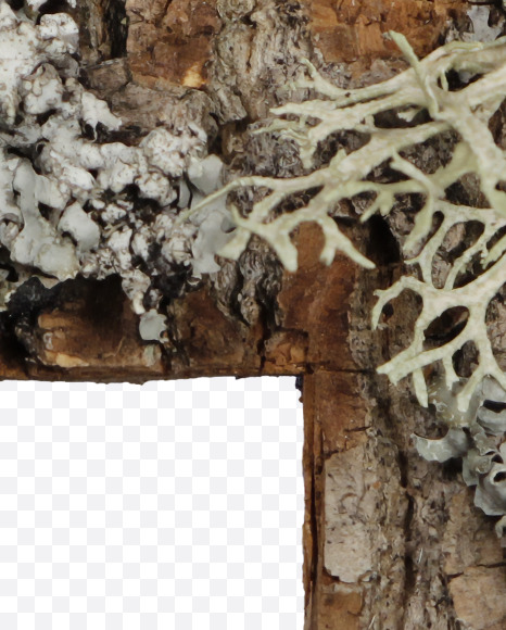 4 from Bark with Moss font on Yellow Images Creative Fonts - S54412