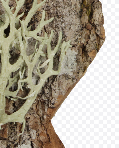 3 from Bark with Moss font on Yellow Images Creative Fonts - S54411