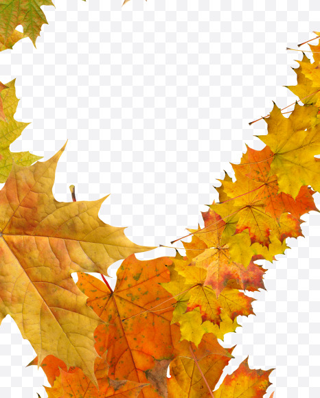8 from Maple autumn leaves on Yellow Images Creative Fonts - S55694