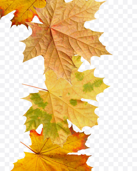 3 from Maple autumn leaves on Yellow Images Creative Fonts - S55690