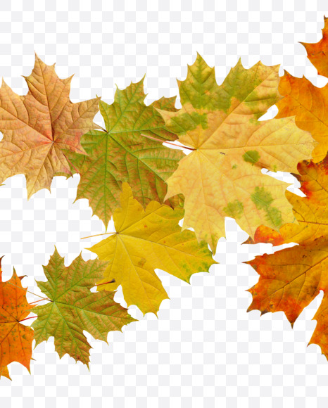 2 from Maple autumn leaves on Yellow Images Creative Fonts - S55689