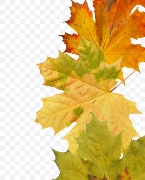 Letter C from Maple autumn leaves on Yellow Images Creative Fonts - S55663