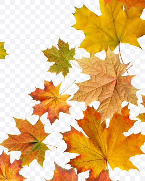 Letter M from Maple autumn leaves on Yellow Images Creative Fonts - S55673