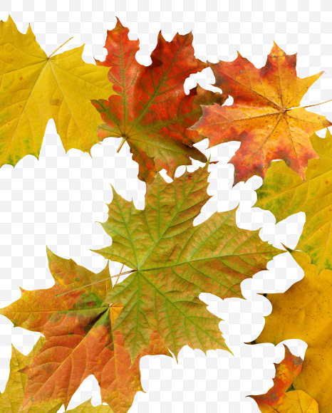 Letter B from Maple autumn leaves on Yellow Images Creative Fonts - S55662