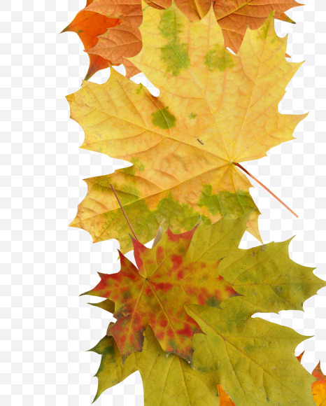 0 from Maple autumn leaves on Yellow Images Creative Fonts - S55687