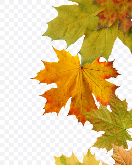 Letter Q from Maple autumn leaves on Yellow Images Creative Fonts - S55677