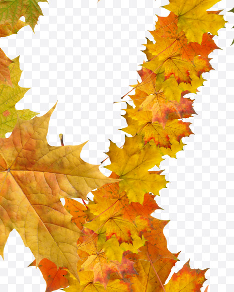 $ from Maple autumn leaves on Yellow Images Creative Fonts - S55696