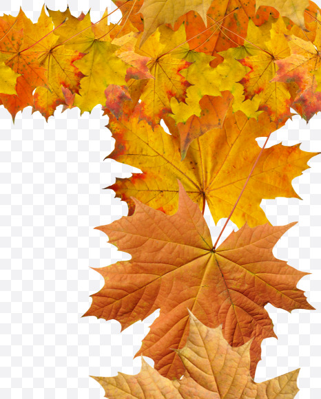 7 from Maple autumn leaves on Yellow Images Creative Fonts - S55693
