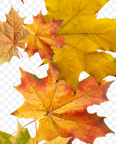 Letter A from Maple autumn leaves on Yellow Images Creative Fonts - S55661