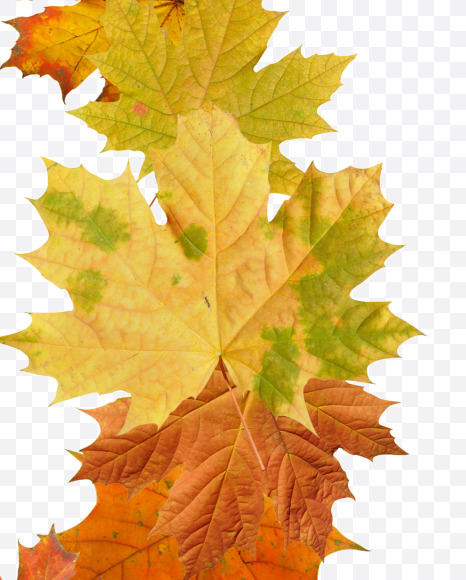 9 from Maple autumn leaves on Yellow Images Creative Fonts - S55695