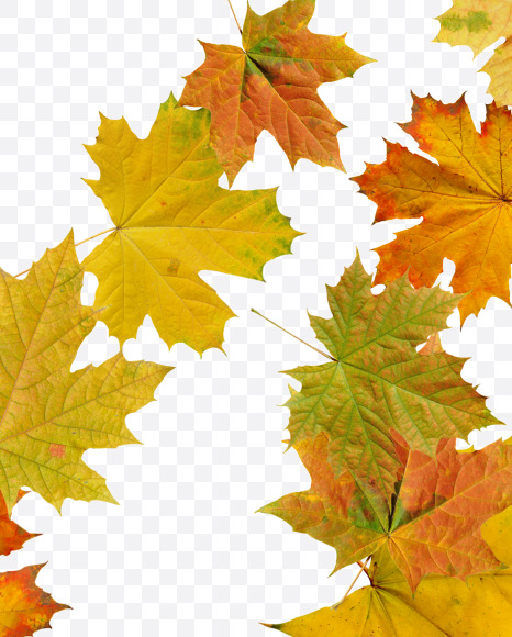 Letter O from Maple autumn leaves on Yellow Images Creative Fonts - S55675