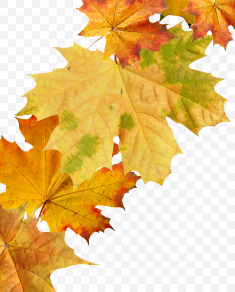 Letter I from Maple autumn leaves on Yellow Images Creative Fonts - S55669