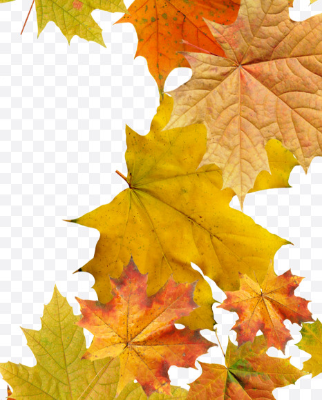 Letter K from Maple autumn leaves on Yellow Images Creative Fonts - S55671