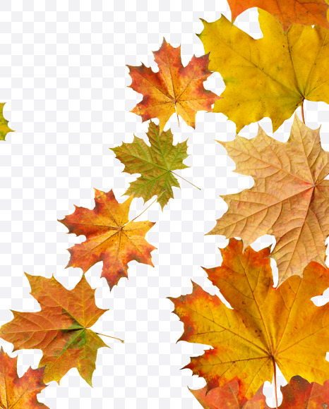 Letter N from Maple autumn leaves on Yellow Images Creative Fonts - S55674