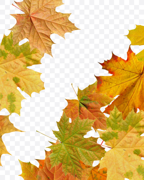 Letter Y from Maple autumn leaves on Yellow Images Creative Fonts - S55685