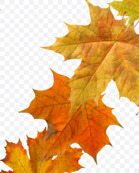 Letter R from Maple autumn leaves on Yellow Images Creative Fonts - S55678