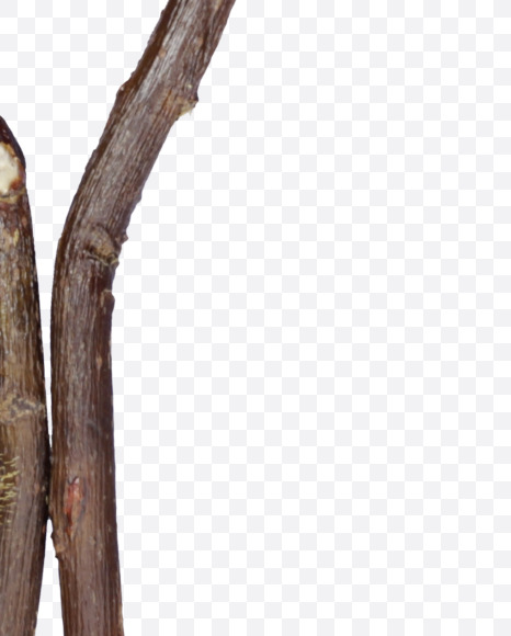 Letter Y from Single Twig Font on Yellow Images Creative Fonts - S57072