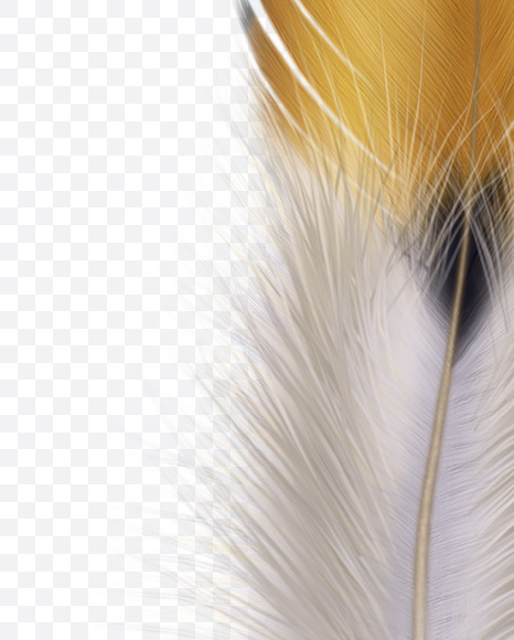 Letter r from FeatherType font on Yellow Images Creative Fonts - S58407