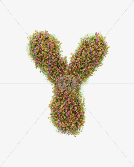 Y