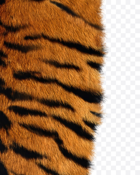 1 from Tiger fur alphabet on Yellow Images Creative Fonts - S62684