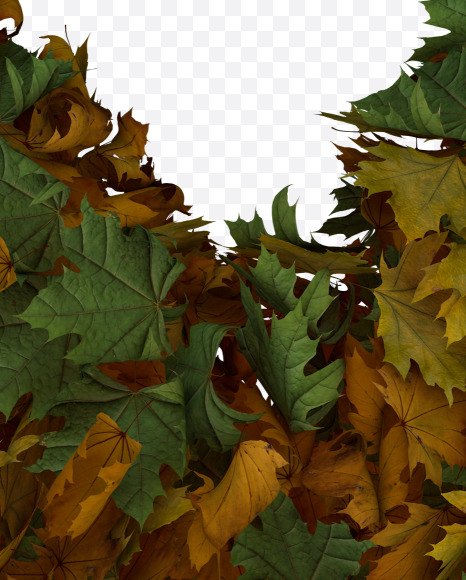 Yuan from Text Made Out Of Autumn Leafe Typeface on Yellow Images Creative Fonts - S73525