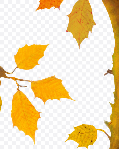 9 from Stylized autumn leaf alphabet on Yellow Images Creative Fonts - S80981