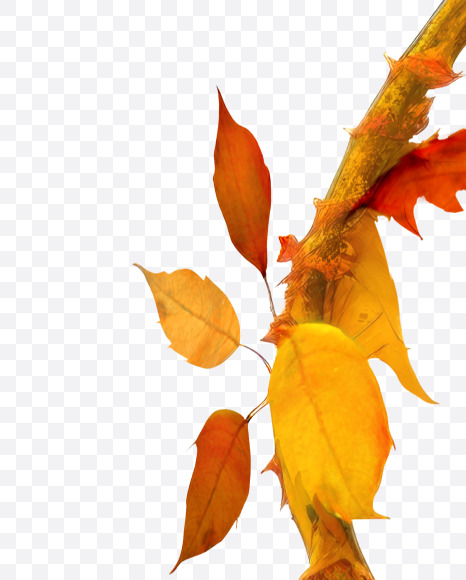 6 from Stylized autumn leaf alphabet on Yellow Images Creative Fonts - S80987