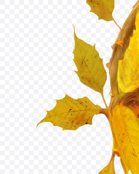 Letter C from Stylized autumn leaf alphabet on Yellow Images Creative Fonts - S80956