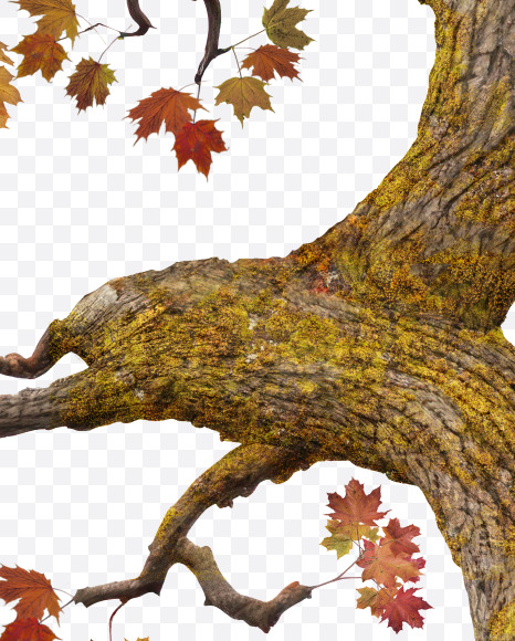 3 from Old autumn tree alphabet on Yellow Images Creative Fonts - S81099