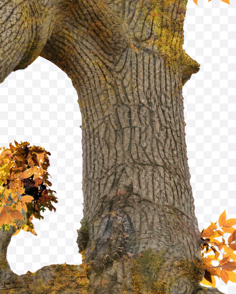 4 from Old autumn tree alphabet on Yellow Images Creative Fonts - S81100