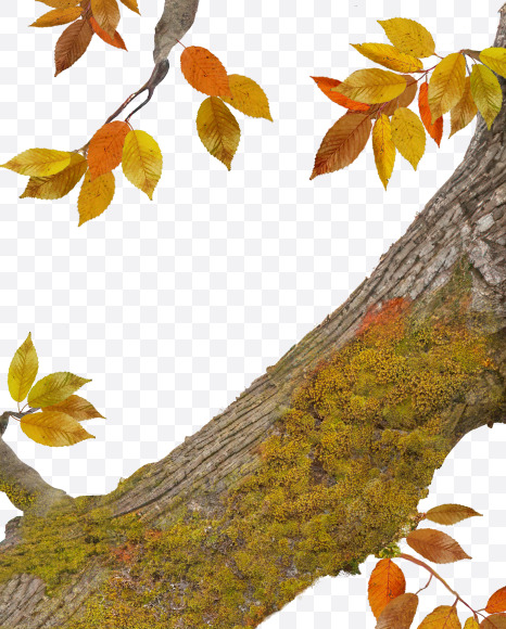 2 from Old autumn tree alphabet on Yellow Images Creative Fonts - S81098