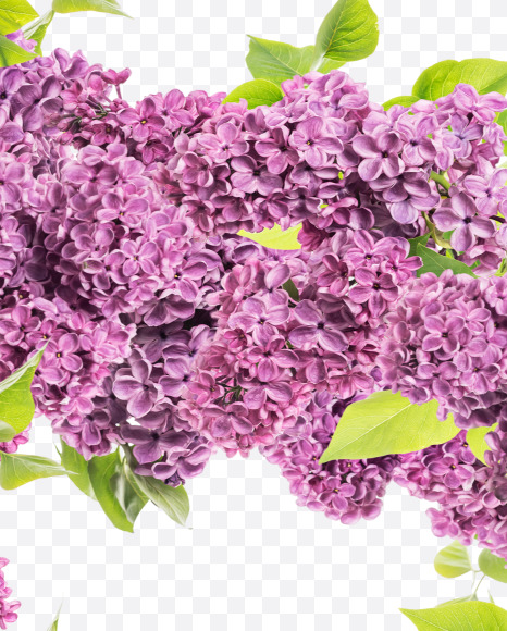 6 from Lilac in blossom alphabet on Yellow Images Creative Fonts - S81143