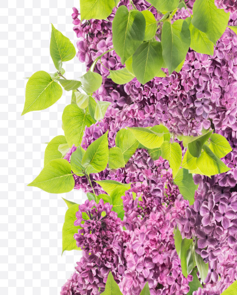 Letter P from Lilac in blossom alphabet on Yellow Images Creative Fonts - S81126