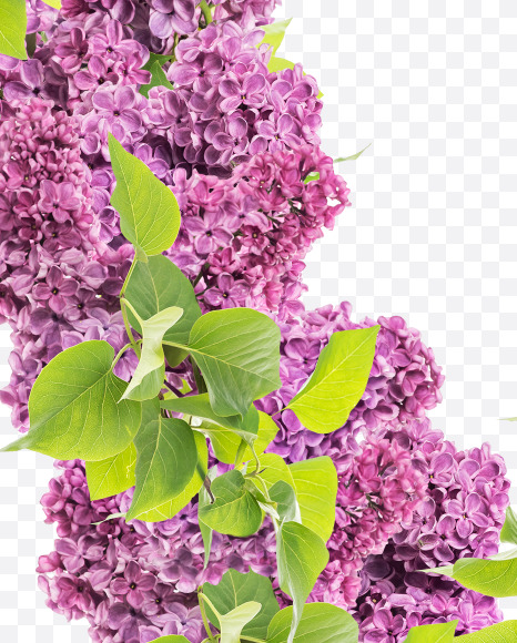 Letter V from Lilac in blossom alphabet on Yellow Images Creative Fonts - S81132