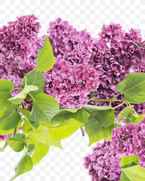 2 from Lilac in blossom alphabet on Yellow Images Creative Fonts - S81139