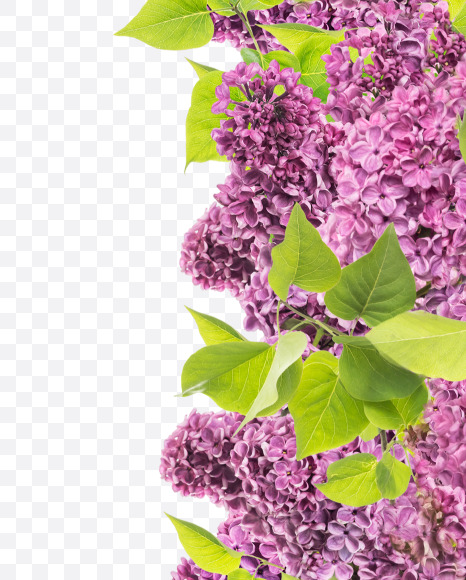 Letter I from Lilac in blossom alphabet on Yellow Images Creative Fonts - S81119