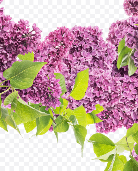 9 from Lilac in blossom alphabet on Yellow Images Creative Fonts - S81146