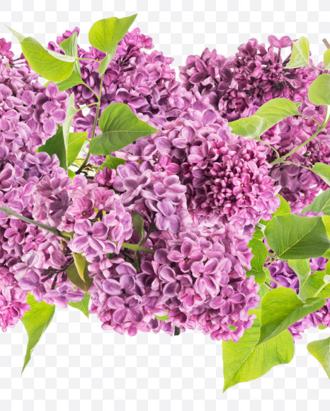 Letter G from Lilac in blossom alphabet on Yellow Images Creative Fonts - S81117