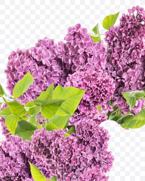 8 from Lilac in blossom alphabet on Yellow Images Creative Fonts - S81145