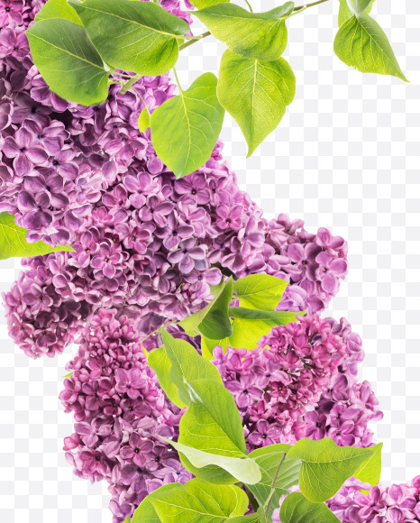 Letter K from Lilac in blossom alphabet on Yellow Images Creative Fonts - S81121